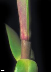 Veronica dieffenbachii. Leaf bud with no sinus. Scale = 1 mm.
 Image: W.M. Malcolm © Te Papa CC-BY-NC 3.0 NZ